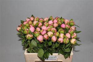 PIVOINE ANGEL CHEEKS EXTRA 55